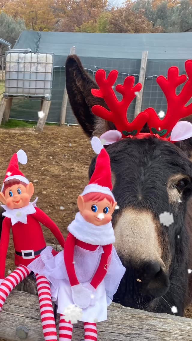 🧝♂️🧝♀️ Giorno 2!
Oggi siamo usciti a esplorare la fattoria…
e indovinate cosa abbiamo trovato? 😳🦌
RENNE. GIGANTI.
O almeno… così pensavamo! 😂
Ci siamo avvicinati piano piano, pronti a scappare…
ma poi abbiamo scoperto che erano… asini con le corna da renna!
Questa fattoria è davvero un posto divertentissimo per due piccoli elfi come noi…
e ci sa che ci divertiremo parecchio! 🎄✨
Seguiteci… perché domani succederà QUALCOS’ALTRO. 😈🎅
#ElfiInFattoria #SiamoTornati #ElfOnTheShelfItalia #FattoriaValleMagica #Natale2025 #KidsMagic #ChristmasFun #TradizioniDiFamiglia