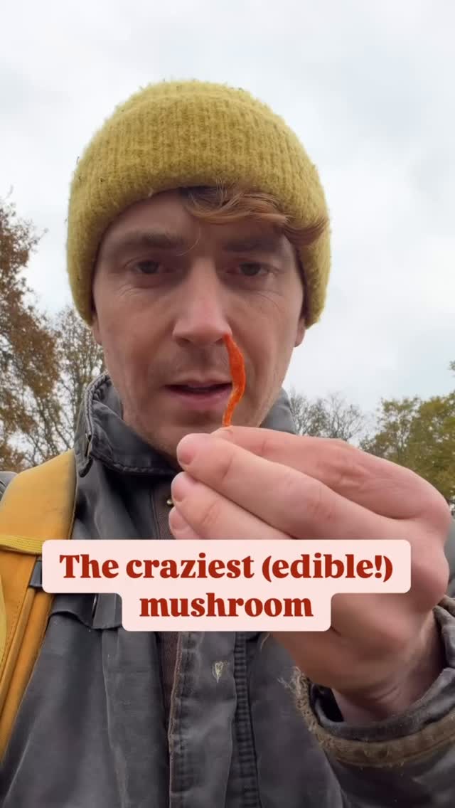 Double tap if you want more mushroom content!
This is Cordyceps militaris, or the Scarlett Catepillar club
Amazing find by @rightsforweeds on her mushroom walk :)
#mushrooms #cordyceps #ediblemushrooms