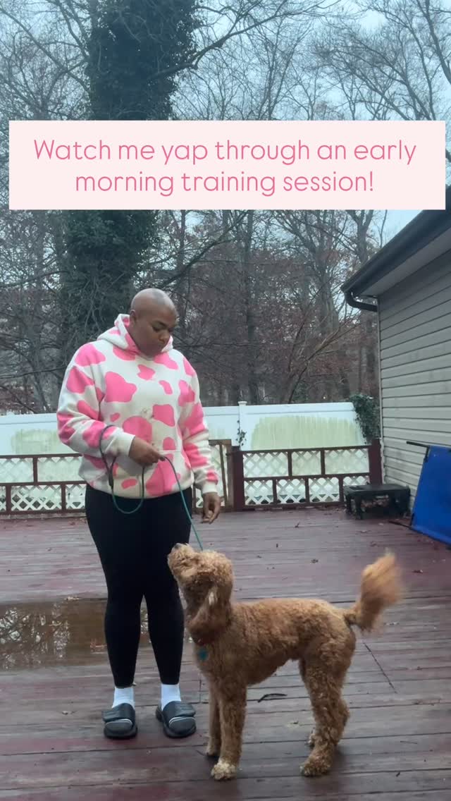 Early-bird training ✨🐾
Champ kicked off his morning around 6:30AM with some heel foundations — using breakfast as our reward to build motivation, focus, and engagement right from the start. This smart dood showed up ready to learn and really impressed me today! 🙌
Can’t wait to take this new behavior out into the real world later on our walk. Proud of you, Champ! 💛✨
#UnruffledPaws #Goldendoodle #GoldendoodleTraining #PuppyTraining #HeelTraining #LooseLeashWalking #DogTrainingReels #BreakfastTraining #FocusAndEngagement #StructuredTraining #EarlyMorningTraining #BalancedTraining #UPChamp #LongIslandDogTrainer #NYDogTrainer #GoodBoyChamp 🐶✨