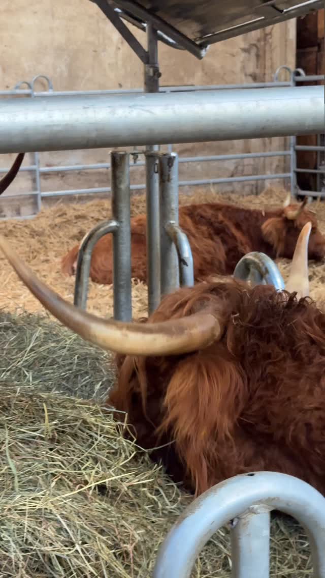 Besuch in den Ställen …