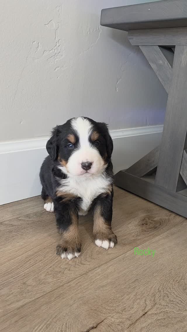 Meet Rocky from our Paw Patrol themed litter. ROCKY is the calmest boy! He is quiet and doesnt make much noise. He LOVES to be held. He was the 1st one to wag his tail when I said hello to him. He is who I give the little kids to hold because he doesnt wiggle he just goes to sleep. He is the sweetest.
#berner #puppylove #puppiesofinstagram #puppy #bernese