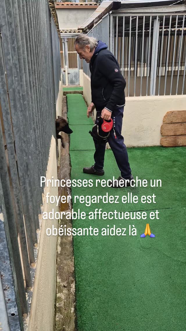 Urgent adorable malinoise recherche un foyer pour les fêtes de Noël 🎄
Aidez la #associationprotectionanimale #associationchien #protectionmalinois