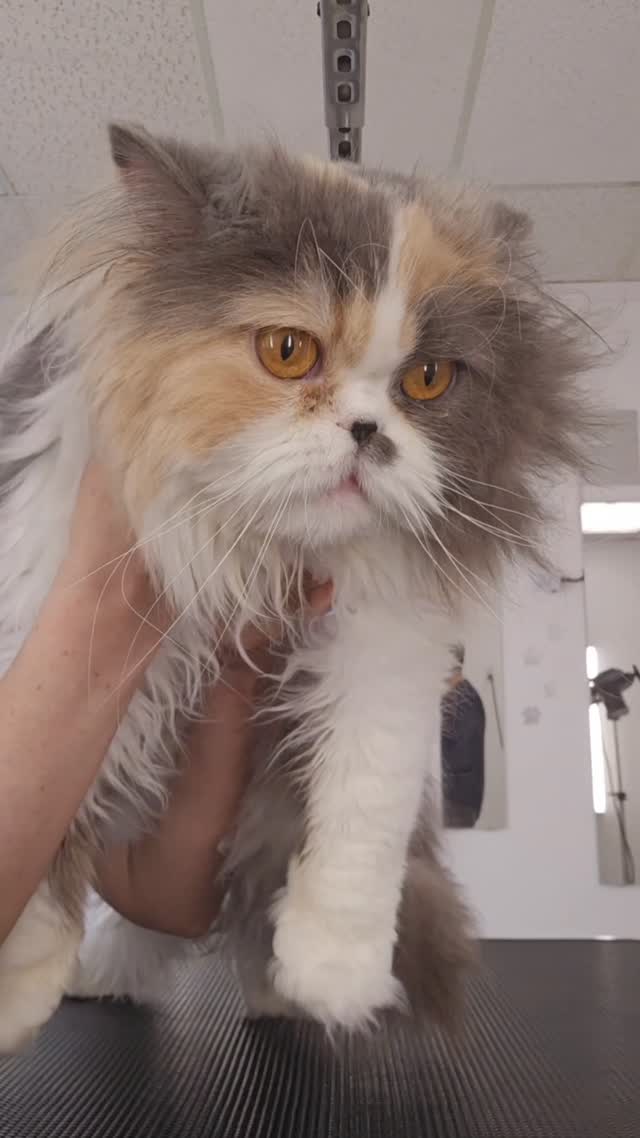 Sweet Cat grooming
#catgrooming #tsawwassensouthlands #tsawwassenfirstnation