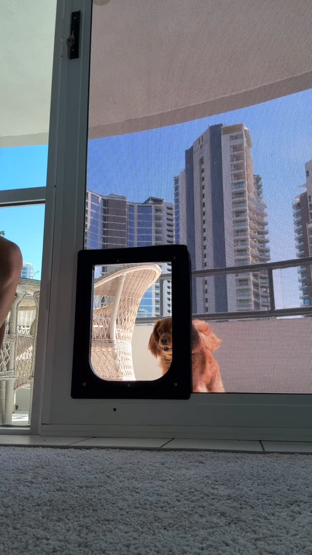 Ziggy the Cavoodle 💫
From ‘absolutely not’ to flying through the doggy door in one session 🐾
Confidence grows when we go at the dog’s pace, build trust, and break the challenge into achievable steps.
Our steps included taking the swinging door off. Adding some peanut butter to the dog to get her comfortable with it moving when she touched it, getting her to move it with her nose to get a treat on the other side and finally just jumping through it.
Go Ziggy ❤️🔥
#dogtraininggoldcoast #confidencebuildingdogs #fearfuldog #dogtrainingjourney #realworldtraining #dogtrainerlife #dogtrainingworks #dogtrainingtips #dogsofgoldcoast #dogsofinstagram #dogtrainingaustralia #caninetraining #dogconfidence #dogtrainingprogress