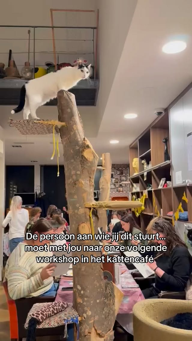 Stuur dit naar je favoriete mens en geef ze een hint
Onze workshops zijn de perfecte mix van katten, creativiteit en cozy vibes.
Schrijf jullie in via de link in bio!