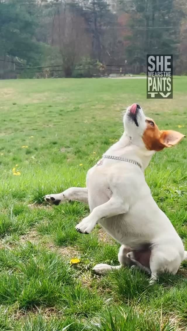 SWTP TV 🎥 BTS of our shoot w/ @joomilim !!! #shewearsthepants
Video by @breatheableart 💖