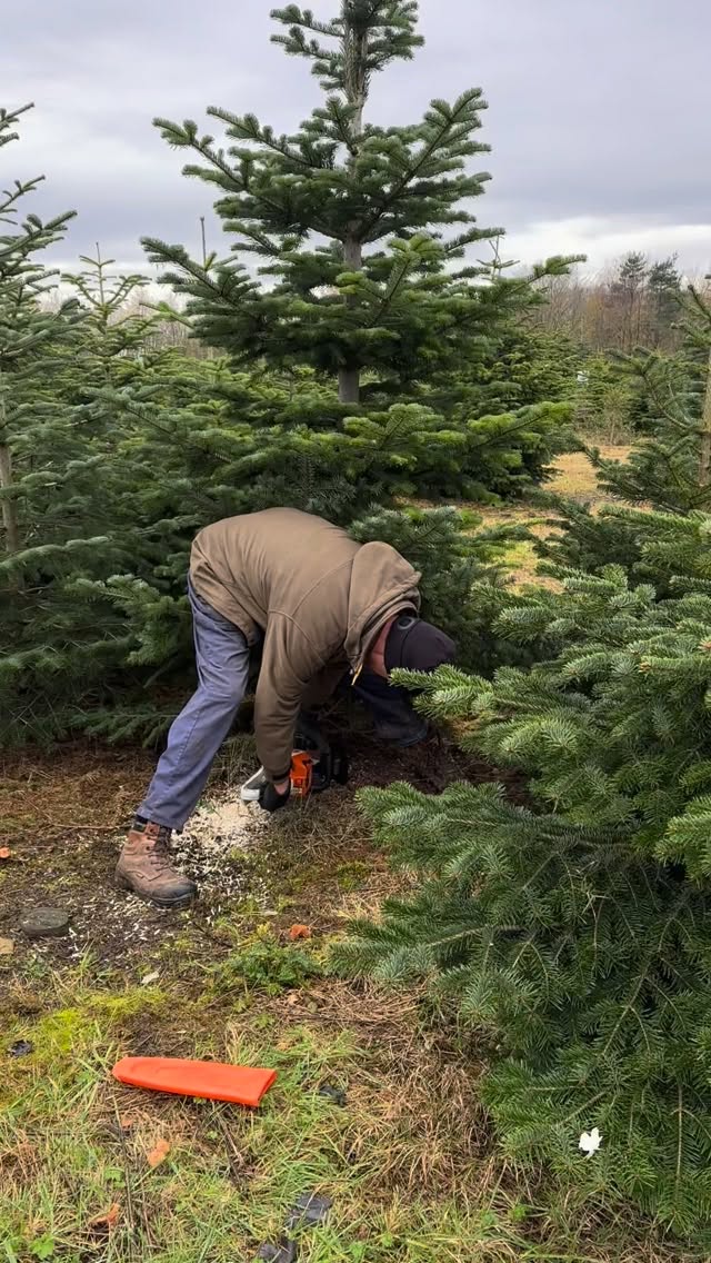 🎄Come and visit us this weekend. We’re open 10.30am - 3.30pm on Friday 28th, Saturday 29th & Sunday 30th November. 🎄
🌟 Durham’s only Pick Your Own 🪚 Christmas Tree farm.
🎄 FREE ENTRY - There will be no online booking system this year.
🌟 OPENING DATES & TIMES 2025, 10.30pm - 3.30pm each day 🌟
🎄 FRIDAY 28th NOVEMBER
🎄 SATURDAY 29th NOVEMBER
🎄 SUNDAY 30th NOVEMBER
🎄 FRIDAY 5th DECEMBER
🎄 SATURDAY 6th DECEMBER
🎄 SUNDAY 7th DECEMBER
🌟 TREE PRODUCTS / SERVICES 2025 🌟
🎄PICK YOUR OWN plantation - Norway Spruce and Nordmann Fir. Dogs are welcome on a lead and refreshments will be available.
🎄FRESHLY CUT Nordmann Fir 5ft - 12ft & Christmas Tree stands will be for sale
🎄CLICK AND COLLECT - message us with your requirements and we can choose the perfect tree for you
Check out our website for further details durhamchristmastrees.co.uk
We look forward to seeing both new and returning customers soon 😊🤞🏻🎄
#outdooractivities #locallysourced #freshlycut #pickyourown PYO durham christmastrees northeast durhamchristmastrees heughhallfarm smallbusiness christmasiscoming nordmann fir norway spruce