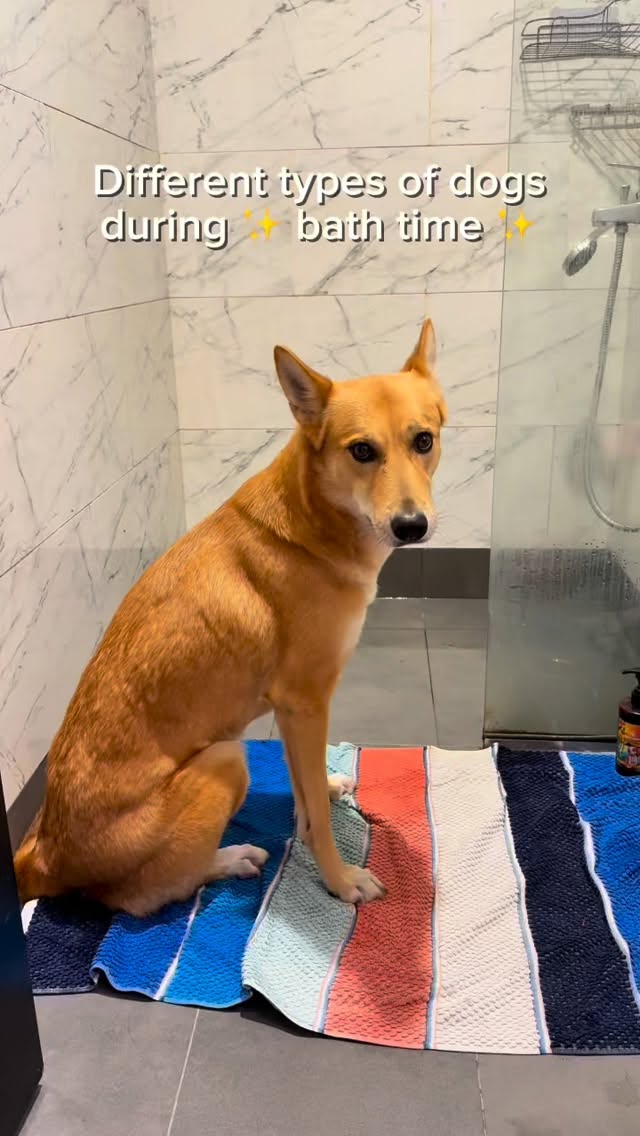Which one is your dog? 🤣👇🏼
#silkyamor #naturalpetshampoo #bathtime #petgrooming #doggrooming #dubai #petspa #happypets #dogsofdubai #catsofdubai #furryfriends #stressfreegrooming #funnydogreels #funnydogs