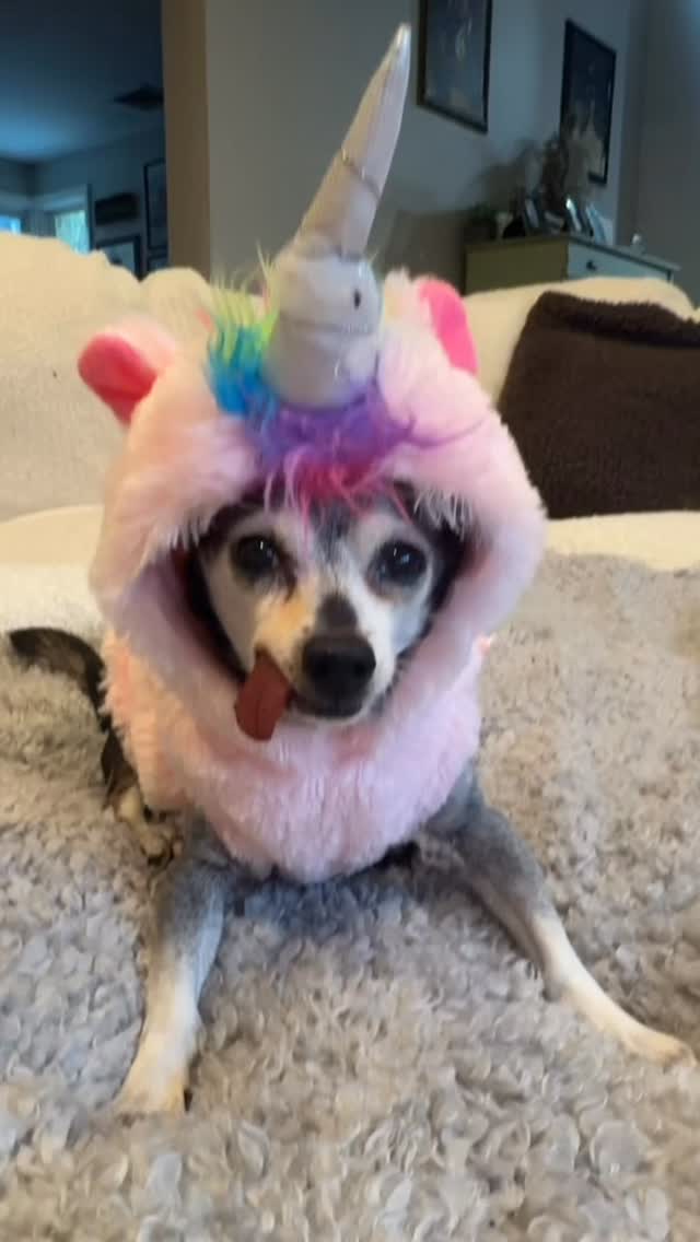 Let's be friends & Join us at DOGAROOO — the Ultimate Dog Convention! 🐾🐕🐩
Mark your calendars 🗓️ March 6–7, 2027 at the @pasadena_conventioncenter in Pasadena, CA! This is the can’t-miss event for dog lovers everywhere. 🐶✨
Here’s what you & your pup can look forward to:
✨ Vendors & Sponsors with treats, toys, food & must-have products
🎓 Meet & learn from some of the world’s top dog trainers
🏡 On-site adoption area in partnership with local shelters ❤️
👑 Dog costume contest + “Best in Show” competition
🌳 Dog park, pet games, dog art, fashion and fun for the whole family
Our mission at Dogarooo Convention is simple: create the ultimate experience for dog owners while helping pups across California find their forever homes. 🐾
🐕💼 Interested in sponsoring or booking a booth? Email us through the link in our bio today!
📍 Pasadena Convention Center
📅 March 6–7, 2027
#Dogarooo #DogConvention #pasadenadogs #DogParents #DogsOfInstagram #amazonpets #amazondogs #convention #conventions #rescuedogsofinstagram #dogevent #dogreels #doginfluencer #doginfluencers #doginfluencersofinstagram #dogtoysofinstagram #petexpo #funnydogvideos #dogtraining #dogtrainers #funnydog #losangelesdogs #cutedog #doginfluencersofinstagram #funnydogreels #funnydog #funnydog #dogmeme #dogs #funnydogmemes #chihuahuas #rescuedogs #seniordog