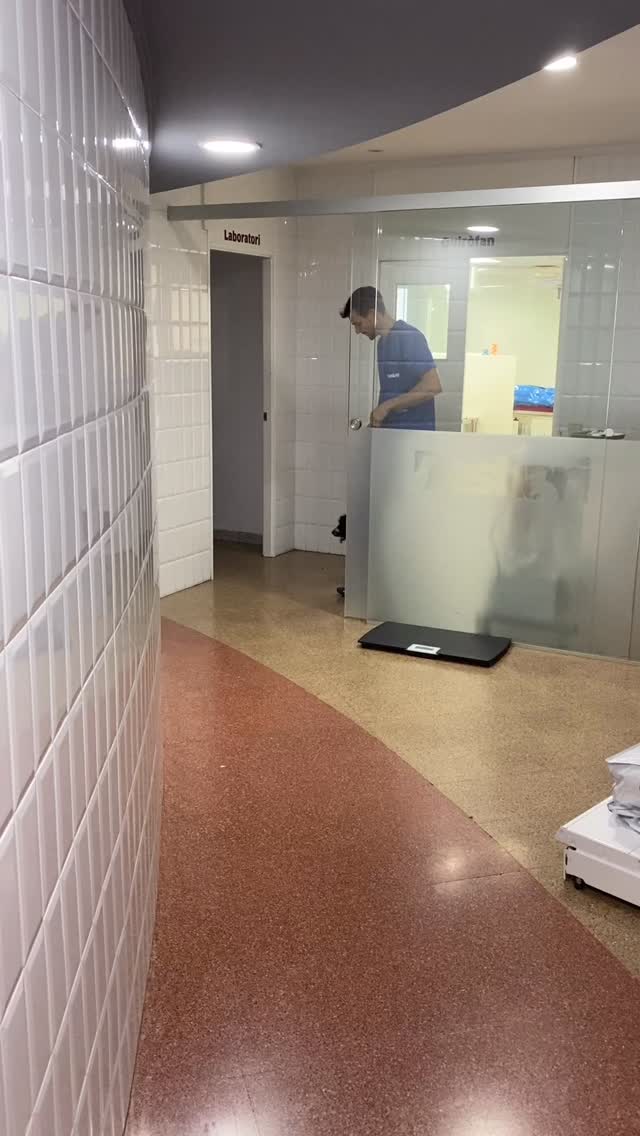 El cas de la Patrona 🐶💛
Va venir aquest estiu d’urgències 🚑 després de patir un accident jugant amb el seu “germà” (un cadell de Gran Danès 😨🐕🦺). Al arribar a la clínica tenia una coixera molt marcada 🦵💥 que li produia molt dolor 😣. Mitjançant les radiografies vam confirmar que havia patit una luxació de cadera 🩻
En vistes de la pobre estabilitat vam optar per la cirurgia utilitzant la tècnica del Toggle-pin, que consisteix a substituir el lligament rodó trencat per una sutura protèsica d’alta resistència 🧵💪. Aquesta s’ancora a l’acetàbul mitjançant un petit passador intern, permetent estabilitzar l’articulació i evitar noves luxacions mentre els teixits cicatritzen 🦴✨.
La Patrona 🐾 va mostrar una millora clínica ràpida 🙌, amb molt menys dolor el mateix dia de la cirurgia 😍 i una estabilitat sostinguda de l'articulació. Va marxar a casa amb un embenat d’Ehmer 🎗️, que ajuda a mantenir la cadera reduïda durant els primers dies.
Al cap de poques setmanes, la seva evolució era excel·lent ✨🐾. Vam començar a introduir l’exercici de forma progressiva, i l’articulació va mantenir l’estabilitat. Una recuperació molt satisfactòria 💛🏡.
⸻
#veterinaria #cirugiaveterinaria #luxacióndecadera #togglepin ortopediaveterinaria 🐶💛