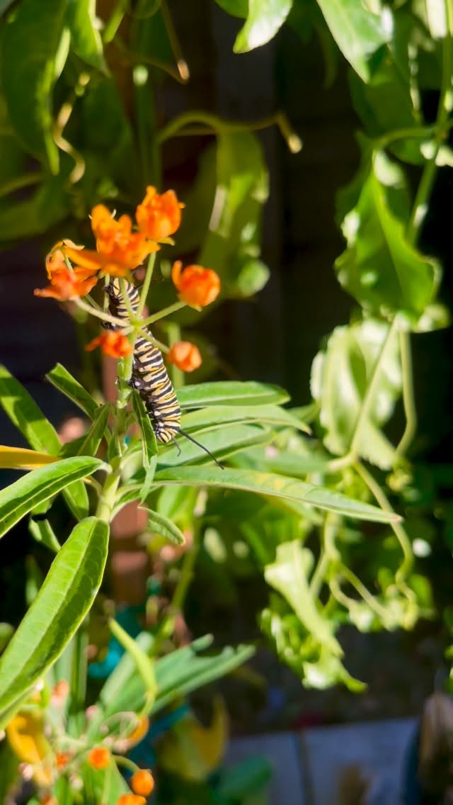 December 11th and we still have a few beautiful monarch caterpillars munching away in the backyard. Pretty magical if you ask me ✨
#blackborg #butterflysanctuary #pollinatorgarden #butterflylifecycle #butterflyrelease #pollinatorgarden MonarchCaterpillar
#MonarchButterfly
#MonarchLifeCycle
#MonarchMagic
#Milkweed
#CaterpillarLove
#CaterpillarSeason