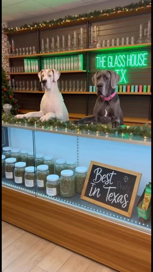 #theglasshousetx #heycheifpassthatshit #Dallas #texashemp