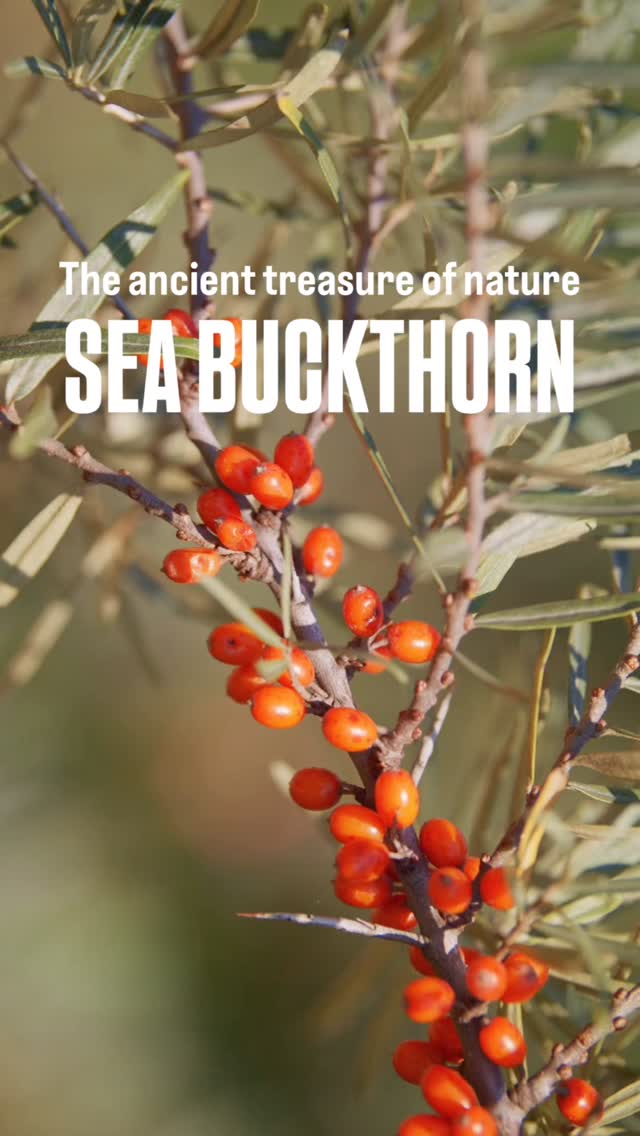 The MIRACLE berry Sea Buckthorn
NOW in your hands!! And soon at your favorite retail store!
-
-
-
#seabuckthorn #miracleberry #naturalwellness