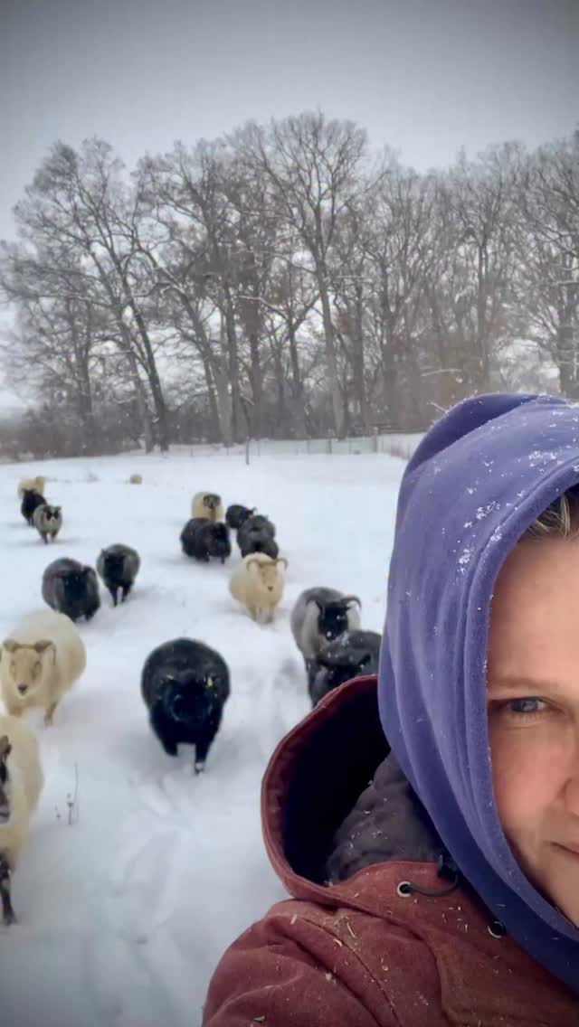 The flock decided to go exploring, naturally, on a day where I felt I didn’t have a spare minute. Seeing them in a far field, through the falling snow, I threw my hands up in exasperation, I checked the time, & I admit, I probably stomped my foot. Then I set out to hurry across the cold pasture & walked into a swirl of snowflakes. I followed the narrow snaking path beaten down in the snow by small hooves. A path that only sheep in high snow can make; a path that has never known the word hurry.
When the flock saw me the reaction was so gleeful I laughed. Snowflakes, delicate & wet, fell in my mouth, & covered my eyes. Unable to resist their exuberance as they leapt about, joyful to be alive in this precise moment, I felt my cortisol levels drop. I wasn’t thinking 3 hours in the future anymore. I was fully in the present & my body exhaled.
They swarmed around my legs, their wooly sides a comforting press of firm & soft. They were as excited as if I was delivering a heroic rescue rather than leading them the short way back to hay & shelter.
Winter can be hard, but I’ve learned that some of my most vivid shepherding moments happen on the coldest days. It’s as if my senses are awakened & every cellular response heightened.
This being said by someone who used to prefer a warm fire & a good book to venturing out in the cold. Yet now, give me a wool stocking cap, gloves & a flock of sheep to frolic with in sub-zero temps & I get swept up in the purest, cleanest beauty. Those memories remain with me. The hushed quiet of an open field. The cathedral of towering oaks. Moonlight sifting between bare branches before transforming the snow into a blanket of sparkles & icicles into glowing spires.
The flock reminds me to stay in the present. Winter demands it. Today it was the feel of snowflakes on my tongue & warm wooly bodies pressed against my legs as we traversed a snowy field together.
#shepherdess #icelandicsheep #winter #countryliving #homesteadliving #sheepfarm #familyfarm #wool #grateful #sheep