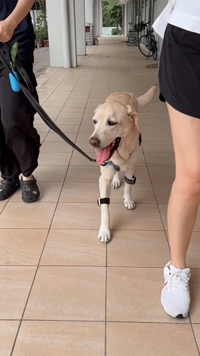 The most common thing we work on in physiotherapy isn’t pain — it’s movement efficiency.
Dogs are incredibly good at hiding discomfort. They learn to move around weak hips, stiff spines, tired muscles or old injuries long before they start limping.
These quiet compensations often look like:
• Shorter steps
• Heavier forelimb loading
• Truncal sway
• Using momentum instead of strength
They get through the day — but their bodies work harder than they should.
Physio helps restore movement that is efficient, controlled and supported, so dogs can move with less effort and more confidence! 🐕
If you’ve noticed subtle changes in your dog’s posture or gait, you’re welcome to send a short walking clip anytime. Always happy to share what we see!
#nimblepaws #movementmatters #caninerehab #prehabnotrehab #dogphysio