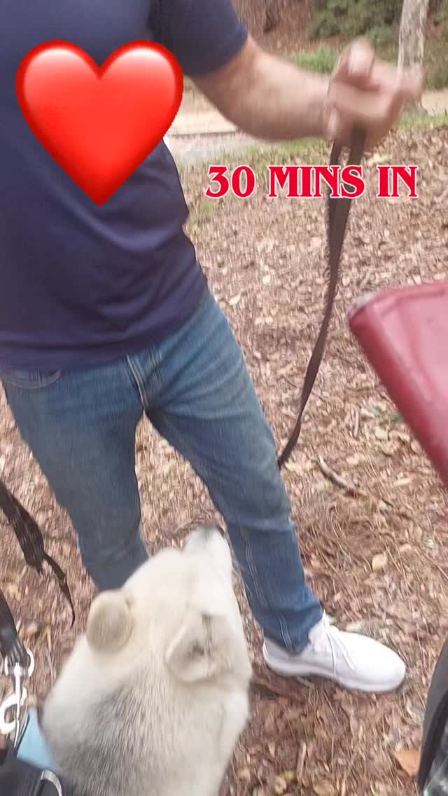 #dogtrainer #dogtraining #losangeles #hollywood #dogwalking #harness #discipline #leadership #love