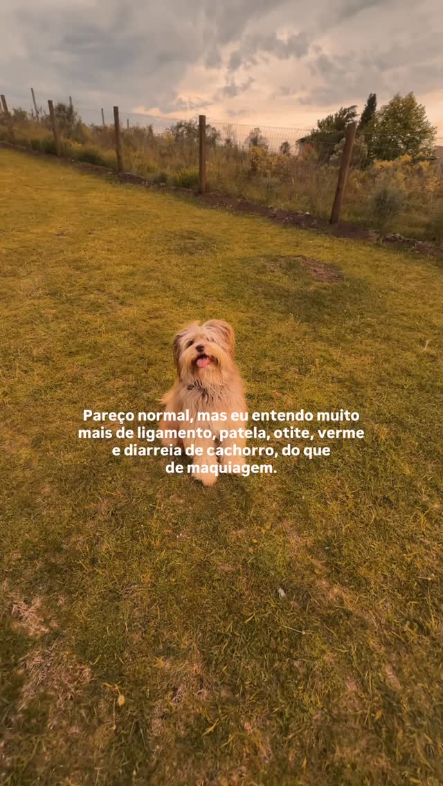 Não é meme e não sou formada em veterinária 😂