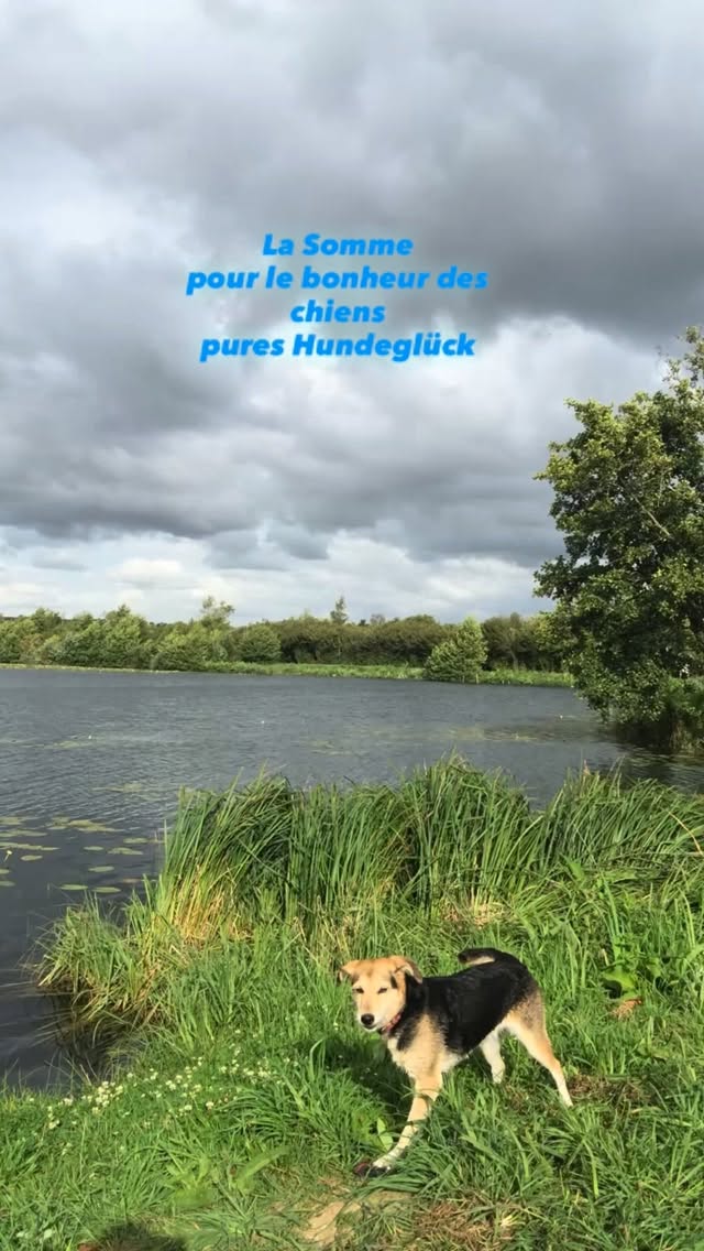 La Somme , une région accueillante pour les animaux de compagnie. La Somme , mon Amour #picardie #somme #lasommeblog #lasommemonamour #nordfrankreich #hundeglück Découvrez des idées de balades et des hébergements sur www.lasomme.blog
