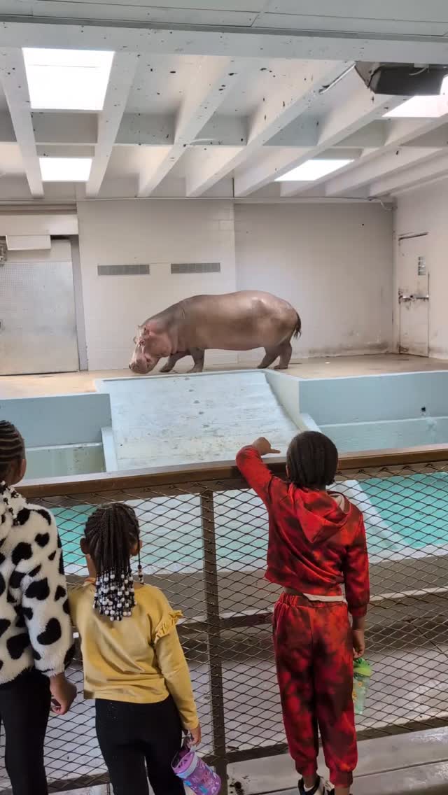 Littles at the zoo = the utmost amazement. I highly recommend it. 💛 #insidefostercare #fosterlove #67alphas hashtagimperfectlybeautifulus @topekazoo @visittopeka