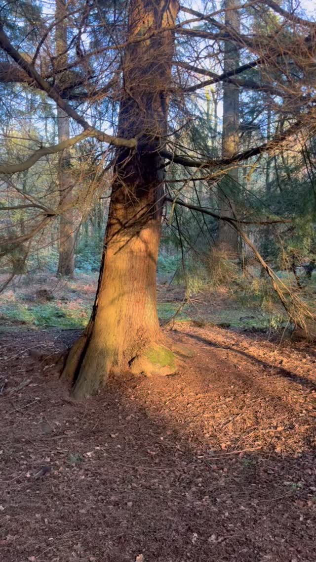 Beautiful glimmers of light peeping through the trees on my walk this morning. ☀️🙏❤️