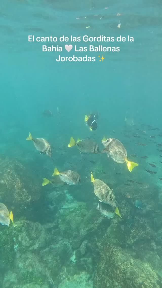 Nos llevamos una hermosa sorpresa en el snorkel en las Islas Marietas 🤍🐋