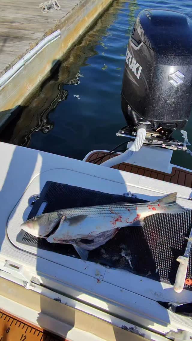 This week we’ve seen a shift in what the fish are feeding on. Squid has definitely dropped off, and there’s been a noticeable uptick in bunker. Every bass we cleaned had medium to large bunker packed in their bellies. We also found a few mantis shrimp and even some eels mixed in.
Just goes to show how quickly their diet changes and how fast their surroundings are shifting this time of year #bluefinsoundcharters #newrochelleny #bass #fishing #nyc