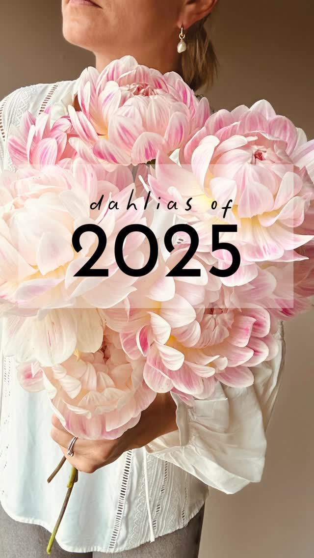 Gott nytt år 🥳
Vi vill passa på att tacka er alla som gillar det vi gör och stöttar oss här, det betyder så mycket för oss 🫶
Under våren kommer vi att ha vår första försäljning och sticklingarna är igång för fullt här. Det ska bli så spännande! Man kommer att kunna förboka inför eventet och på plats kommer det finnas möjlighet att köpa på sig extra plantor och det kommer även bli give aways på plats, man deltar med sitt ordernummer 🥰 Mer info om förbokning kommer i Jan, Feb!
Happy New Year 🥳
We would like to take this opportunity to thank all of you who like what we do and support us here, it means so much to us 🫶
During the spring we will have our first sale and we are taking several cuttings every day now. It will be so exciting! You will be able to pre-book before the event and on site there will be the opportunity to buy extra plants and there will also be give aways on site, you participate with your order number 🥰 More info about pre-booking will come in Jan, Feb!
#storiesandcreations #dahliadesire #dahliafarmers #uniquedahlias #unicorndahlia