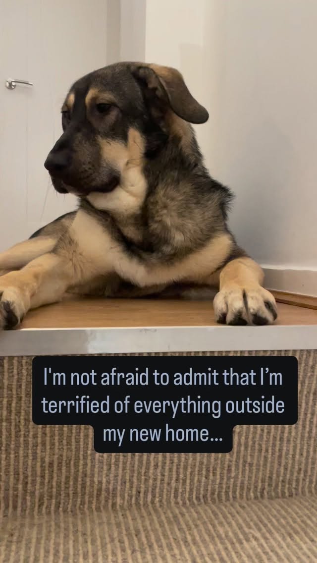 Bruno is scared of everything outside right now.
Every sound. Every shadow. Every step past the door feels too much for him.
He’s 8 months old. A rescue. He had a rough start in life, but finally found someone who loves him, someone who’s willing to go the extra mile and be patient 💜.
Bruno is re- learning everything and making new connexion
We’re taking it one paw at a time. No pressure. Just patience.
Celebrating the small wins, sitting with him through the hard moments, showing him he’s safe.
Today, watching him slowly coming down the stairs was worth every patient second.
If you’re in the trenches with a fearful rescue pup, drop a 💜. You’re doing amazing.
#rescuedog #fearfuldog #dogtraining #rescuepuppy #patienceandlove #trusttheprocess
Need help with your new rescue pup? DM if you need help with your pup