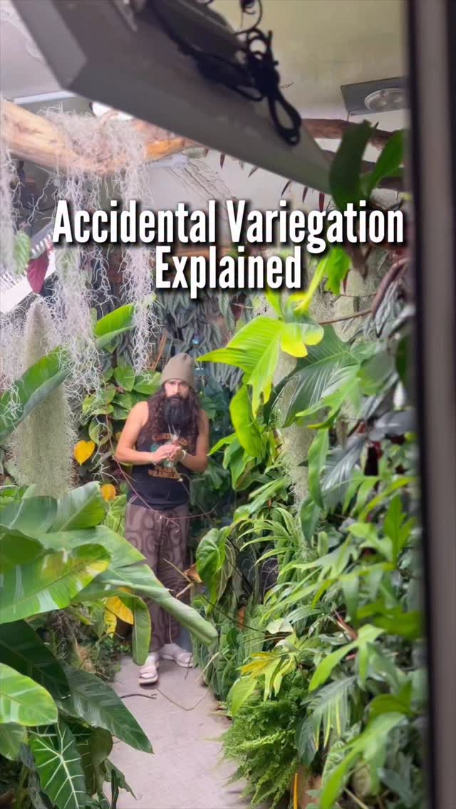 When a totally normal Alocasia Cuprea suddenly spits out a variegated leaf, here’s what’s actually going on.
1. It’s basically a genetic hiccup.
A random little mutation happened in the growing point, and the plant forgot to make chlorophyll in certain spots. Not inherited. Just a glitch in the matrix.
2. Will it stay?
Maybe. Maybe not.
If the mutation hit the right layers of the growing tip, you might get more variegated leaves.
If it didn’t, the plant will pretend this never happened by next week. Alocasias are especially chaotic about this.
3. You can’t chop and keep the variegation.
They don’t have nodes like philodendrons. It all comes from one growing point on the corm. So your only strategy is to grow it well, keep it happy, and pray to the plant gods it keeps pushing variegated cells.
4. Every new leaf is a lottery ticket.
Could be more variegation. Could be less. Could be absolutely nothing. That is the joy and emotional damage of sport mutations.
5. And if it does stabilise?
Congratulations. You’ve just accidentally created your own new cultivar.
One love, tiny phone people. ❤️🫡🪴
#alocasia #variegatedalocasia #sportvariegation