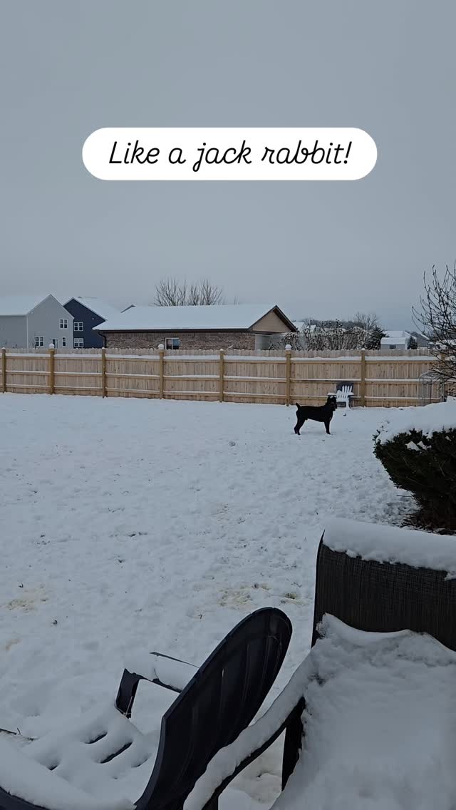 #canecorsoofinstagram #dogsofinstagram #doggo #blessed #akc