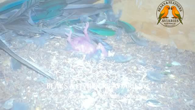 Shhhh, I am sleeping. I am a baby green-cheeked conure. We naturally sleep on our backs or sides, etc, we are cavity sleepers, we never sleep on a perch in our natural habitat.
https://www.beaksandfeathersaviaries.com/hand-raised-parrots
#handraisedbabygreencheekconures
#greencheekconures
#greencheekconuresaustralia