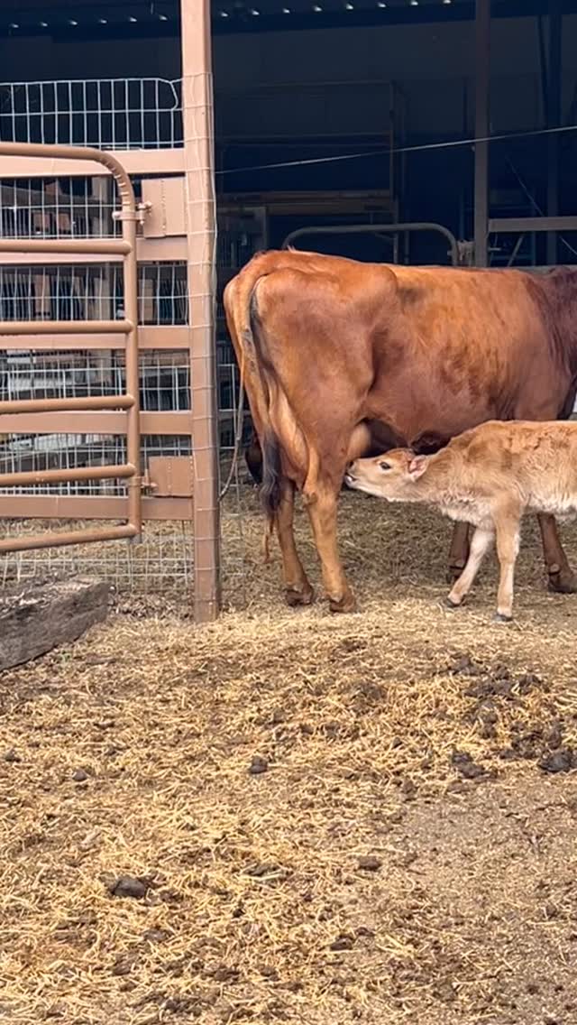 Junebug’s last calf didn’t get enough colostrum (milk that is vital to new calves) because Junebug didn’t self wean her older calf. This time, we separated Junebug before her labor to guarantee that her new calf will have all the colostrum she needs.