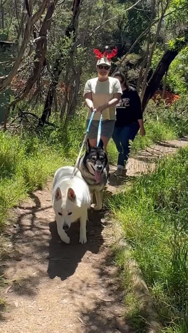 Christmas Pack Walk today! 🎄