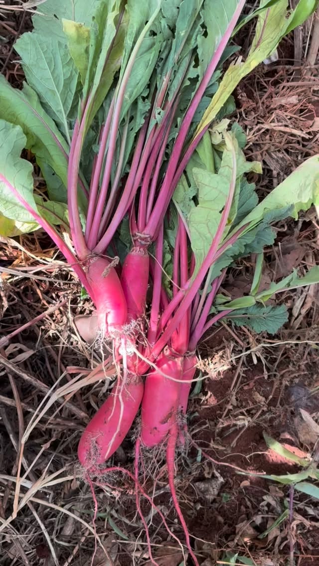 What a full day at @shambacafe as we near the wrap up for the day.
Today was all about bringing three key spaces to life, from continuing to refresh the main entrance mandala garden, to transforming the area behind the kitchen into an efficient, productive kitchen garden and edible edge that will supply the freshest ingredients for their pizzas, kitchen, and bar. 💦🌿🥬🌱
We’re excited to watch these spaces grow over the coming weeks and months as they begin producing real abundance with guidance.
We also redesigned a number of garden beds around their events area and spent time walking the site with the team, talking through maintenance, practical systems, and a realistic plan they can confidently run with.
It’s been a full, hands-on day… and we’re back again tomorrow!
Watch this space, more beauty, more functionality and productivity is on the way! 🙌🙌
#kitchengardens #restaurantproduce