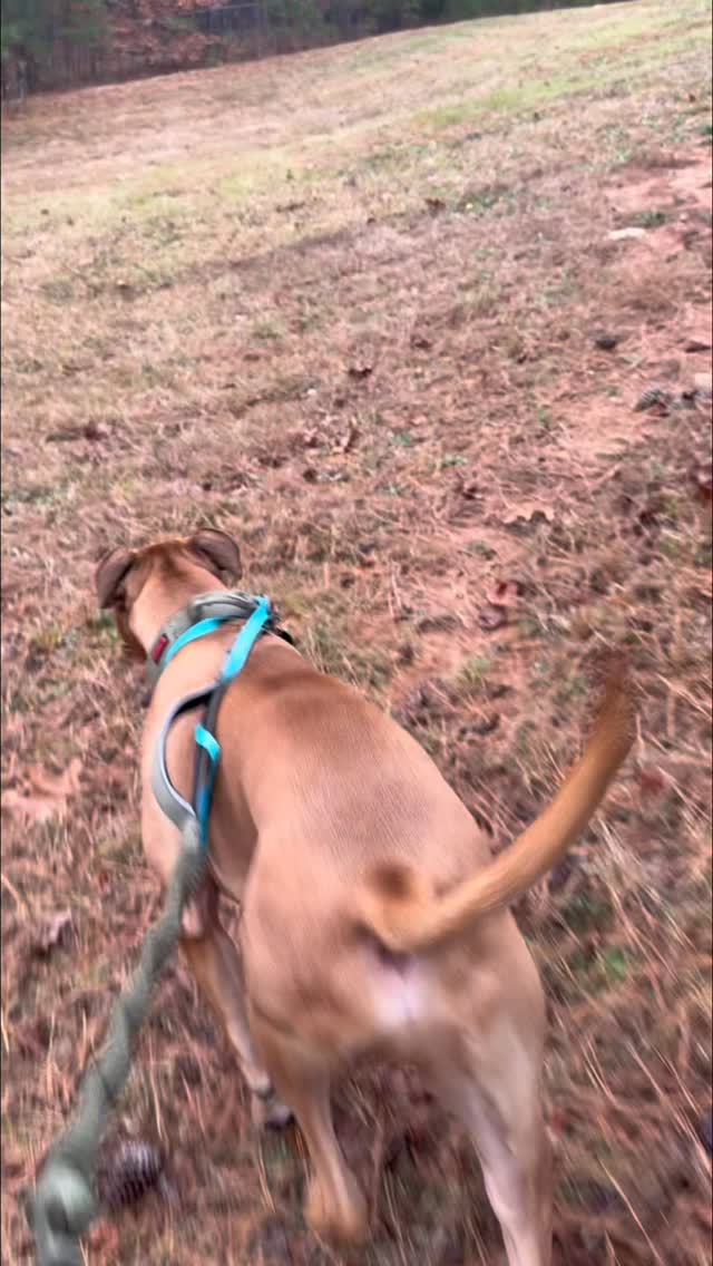 Sniff. Stroll. Explore. 🌳🐕
Our Nature Hikes are the perfect mid-day adventure for pups who love fresh air, new smells, and a little extra movement. A peaceful break from the play yard with big enrichment benefits.
#PawsAtPlay #NatureHikes #DogEnrichment SniffWalkExplore AdventureDogs HappyHealthyPups EnrichmentBasedCare DogDaycareLife StructuredPlay MentalStimulation OutdoorEnrichment