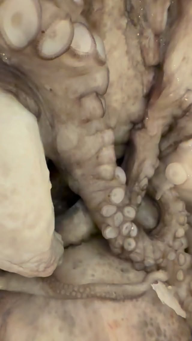 Guardalo fino alla fine 👀
Dal polpo appena pulito…
a un polpo fritto che conquista al primo morso 🔥🐙
Tu lo assaggeresti?
📍 L’amico mio – Verona
#ilmaresifastrada #verona #lamicomio #glutenfree #senzaglutine #takeaway #nuovaapertura