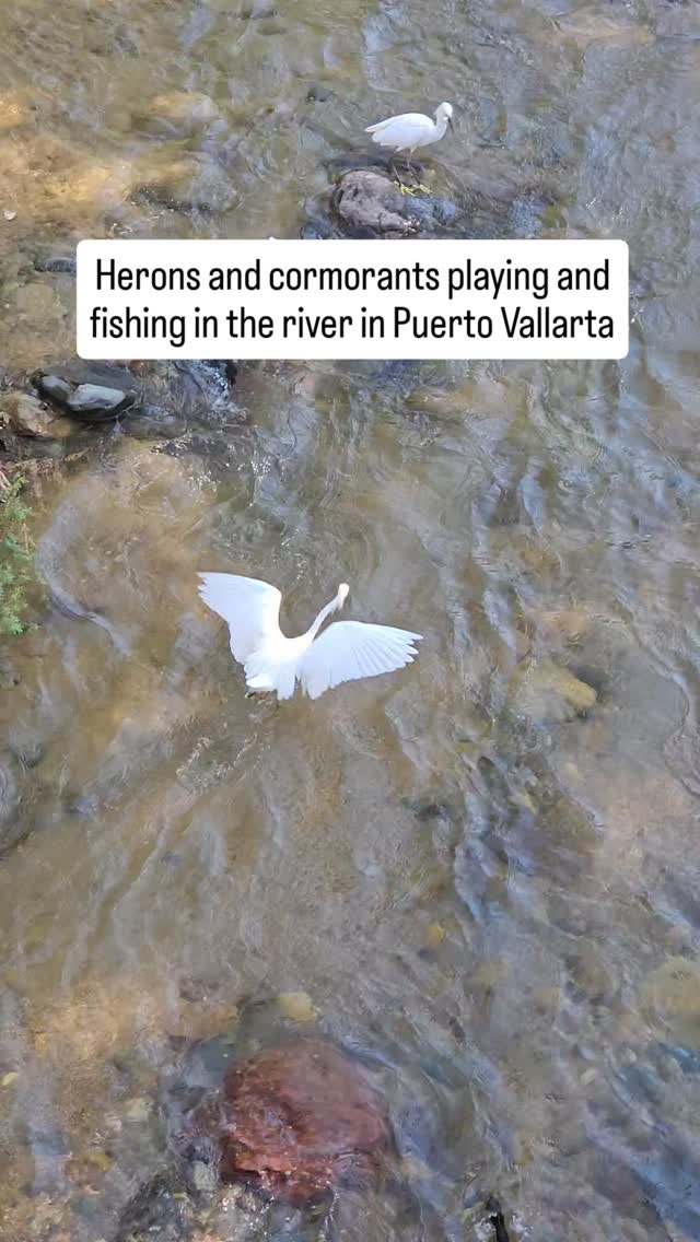 In Puerto Vallarta the river was filled with herons and cormorants. One morning while walking around town I sat and watched them fishing and playing in the water. Don't they look like they're having fun?
.
#puertovallarta #puertovallartamexico #heron #cormorant