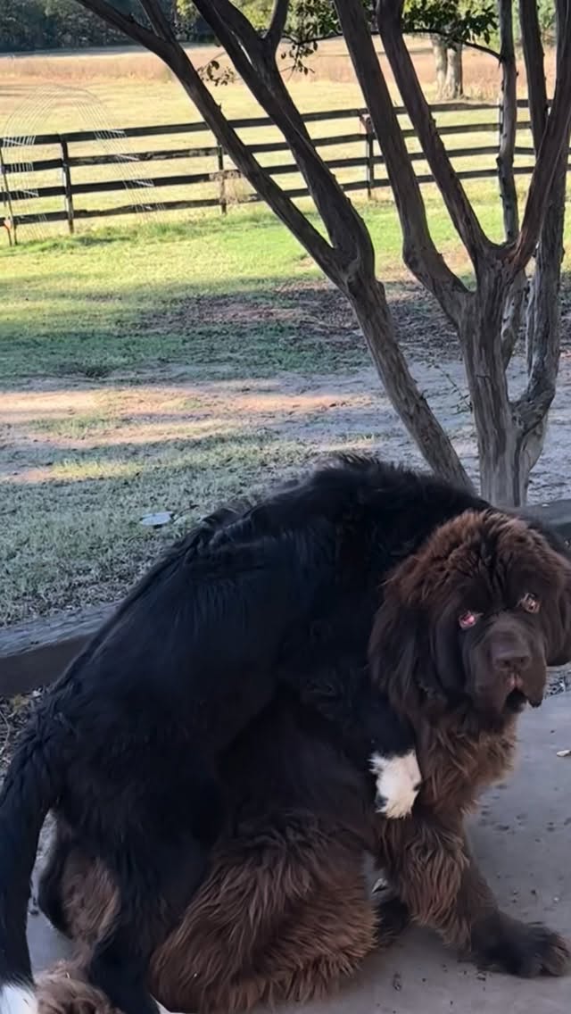 Aren’t sisters the best? 🤪
#milliethenewf #sventhenewf #newfoundland #dogs #help