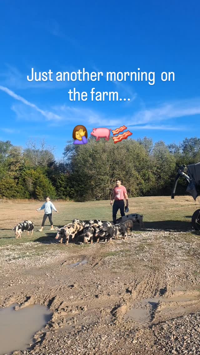 Add 5" of rain to training the piglets on the electric fence, and we end up with a little bit of chaos on the farm....Thankfully, everyone is back where they are supposed to be!
#farmtotable #pasturedpork #regenerativefarming #knowyourfarmer #farmanimalsofinstagram