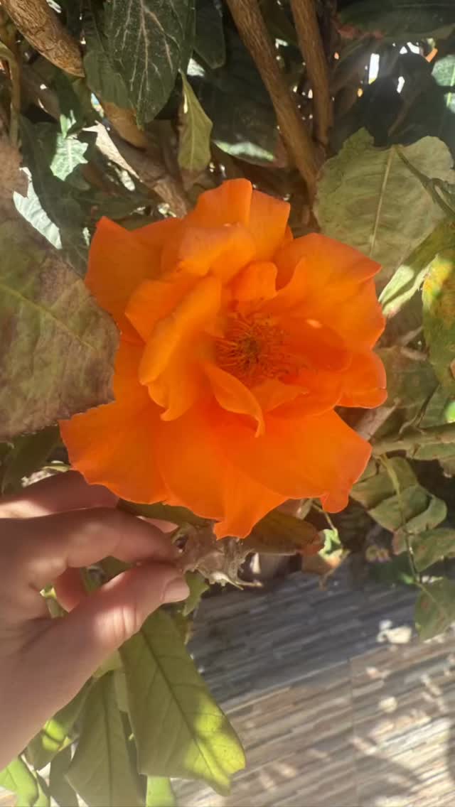 Sacred #fullmoon, #sacred #cycle
.
Are you #ovulating on this full moon? 🌕
.
#selfcare #power #magic #ritual #adventure #wombwisdom #cyclesyncing