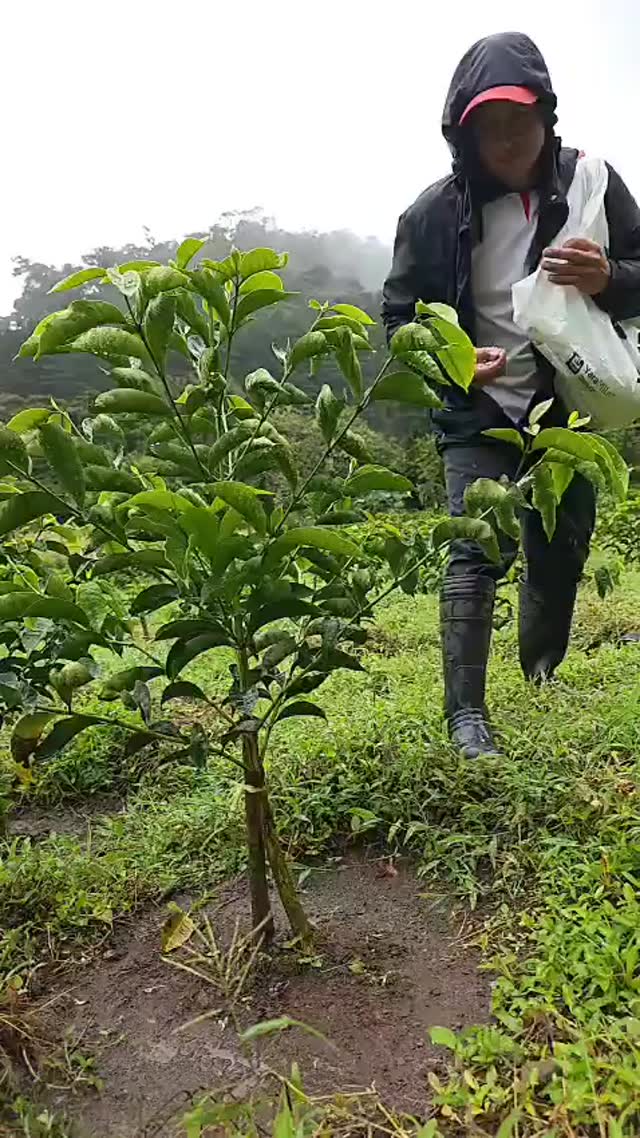 We’re sharing a piece of our family story from Sandi Coffee Estate in Chiriquí — generations caring for each tree, hand-harvesting cherries, and tending the land like it’s part of the family. Our photos show the farm, but what matters most is how we farm: strict cultivation standards, careful processing, and respect for the soil that feeds our coffee. Grown at higher altitudes in nutrient-rich soils, these beans develop the complexity that makes each cup special. Curious which roast brings out your favorite notes? Tell us what you love in coffee — we’ll recommend a match. Link in bio ☕️🌿📸 #SpecialtyCoffee #FarmToCup #CoffeeHeritage #Chiriqui #panamacoffee