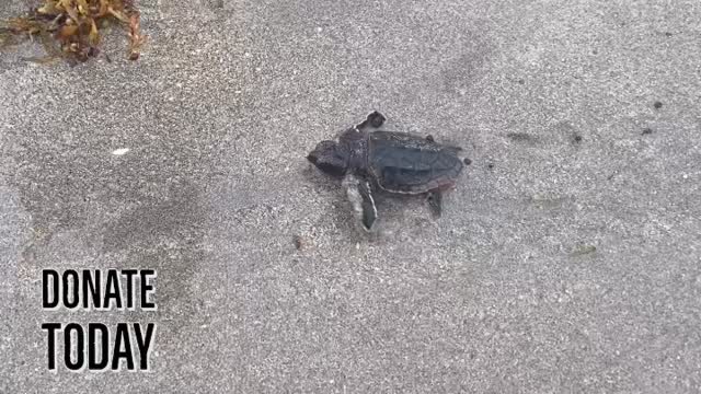 Today is #GivingTuesday, a global day dedicated to doing good — and for Sea Turtle Oversight Protection, it marks one of the most meaningful days of the year. On this Giving Tuesday, every donation you make gets matched to help your donation go further and support our mission even longer.
Every summer, thousands of hatchlings, just like this one, enter the world on our local beaches. But without protection from disorienting lights, predators, and human interference, many won’t make it to the ocean. That’s where S.T.O.P.’s volunteers, education programs, and nighttime monitoring steps in — and where your support tomorrow truly makes a difference.
#fortlauderdale #seaturtleconservation #SeaTurtleLove #seaturtles