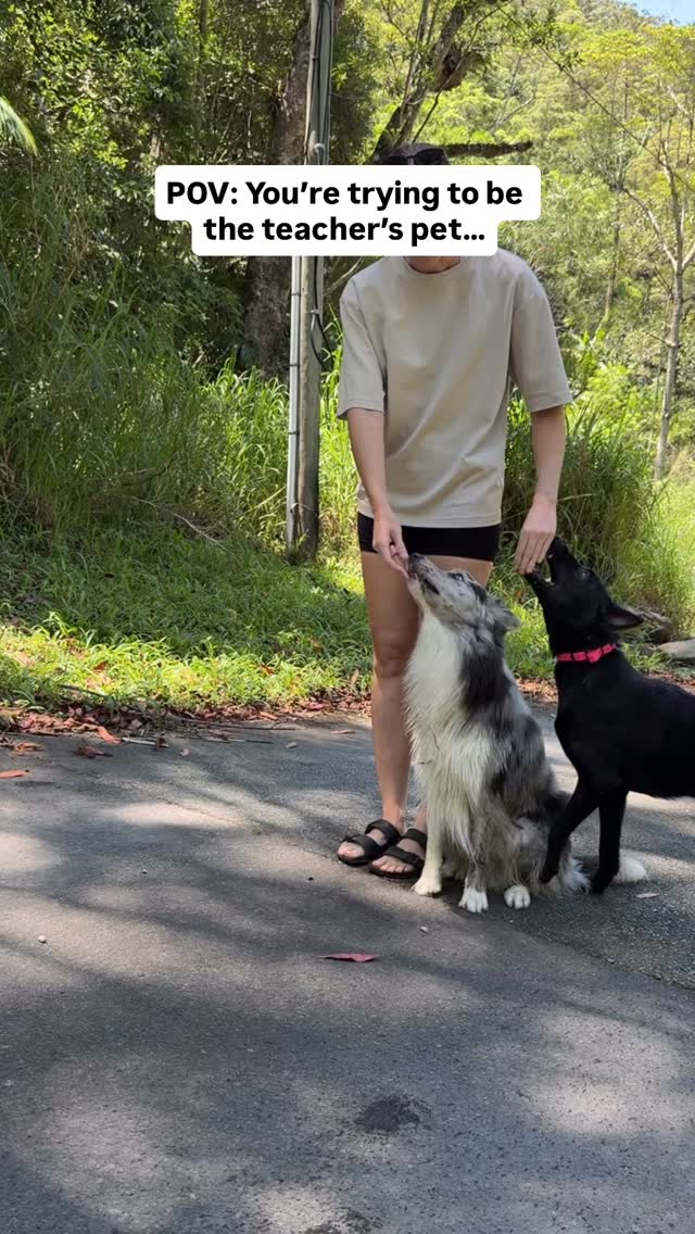 @lyra.thefairyfloss doing her bit to proof the bestie duo’s focused heel 🤌🏼 @memini.malinois @archerkaicollies
#heelwork #dogtricks #distractions #goldcoast #dogtrainer #fancyfeet #prance #focusedheel #dogslife #samoyed #bordercollie #malinois