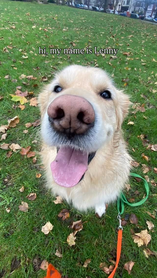 We haven’t told Lenny that we know what he knows 🤫
#goldenretriever #dogsarethebest