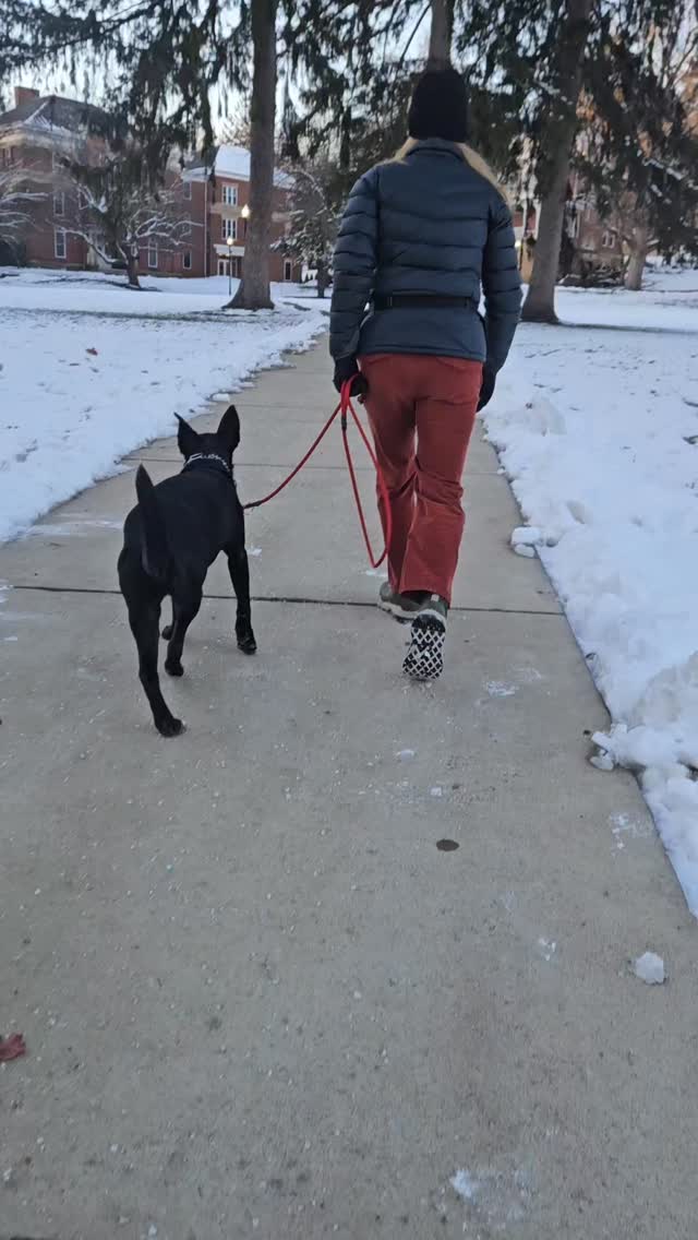 ✨ Heeling With Left & Right Turns — Featuring Tipsy! ✨
One of the most important foundations in dog training is a solid heel. Today, Tipsy and I worked on keeping a consistent heel position while adding in left and right turns — a great way to build focus, communication, and confidence.
Why practice turns?
🔹 They teach your dog to pay attention
🔹 Help prevent forging or drifting
🔹 Improve overall leash manners
🔹 Build trust and engagement with the handler
Training Tips we used with Tipsy:
➡️ Start slow. Let your dog understand the motion before speeding up.
➡️ Use clear body cues. Your shoulders and hips help your dog predict the direction.
➡️ Reward for position. Mark and treat when your dog stays at your left side during each turn.
➡️ Keep turns tight. Especially left turns, so your dog naturally adjusts backward instead of cutting in front.
➡️ Make it fun! Short, successful reps keep your dog motivated.
Tipsy did amazing staying in position, watching for each cue, and navigating both directions with focus and enthusiasm. Proud of this girl! 💛🐾
#columbusohio #ohiodogtrainer #dogtraining #614columbus #ohio