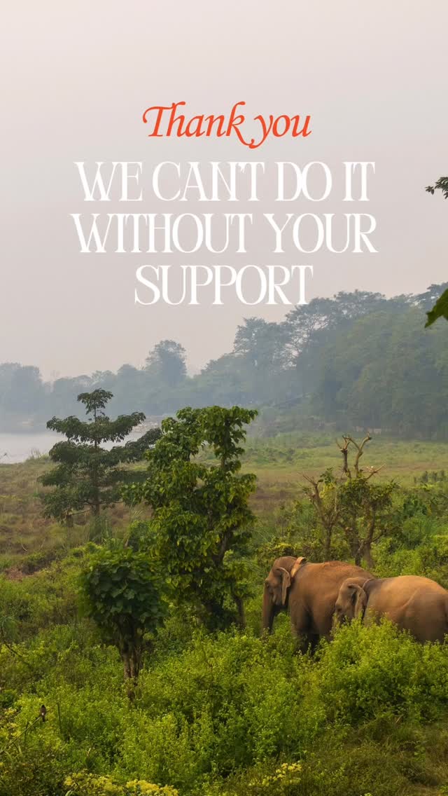 EN
Thank you to each and every one of you who stands by our elephants and our mission every day. 💛
Your support is what keeps us moving forward — without you, none of this would be possible.
If you wish to help us continue protecting and caring for Nepal’s rescued elephants, you can support us here:
👉 https://donorbox.org/devenir-membre-adherent
(Link in bio @sanctuaryelephantsnepal )
From the whole SU4E team: thank you for believing in our work. 🐘💛
FR
Merci à chacune et chacun d’entre vous pour votre soutien précieux. 💛
C’est grâce à vous que nous pouvons continuer notre mission auprès des éléphants rescapés du Népal — sans vous, rien ne serait possible.
Si vous souhaitez nous aider à poursuivre ce travail essentiel, vous pouvez contribuer ici :
👉 https://donorbox.org/devenir-membre-adherent
Lien dans la bio @sanctuaryelephantsnepal
De toute l’équipe SU4E : merci de croire en notre mission. 🐘💛
#StandUp4Elephants #SU4E #ElephantWelfare #EthicalTourism #ElephantSanctuary #RescueAndRehab #Nepal #WildlifeProtection #SupportNonProfit #AnimalWelfare #ThankYou #Merci #NonProfitSupport @thcnepal
