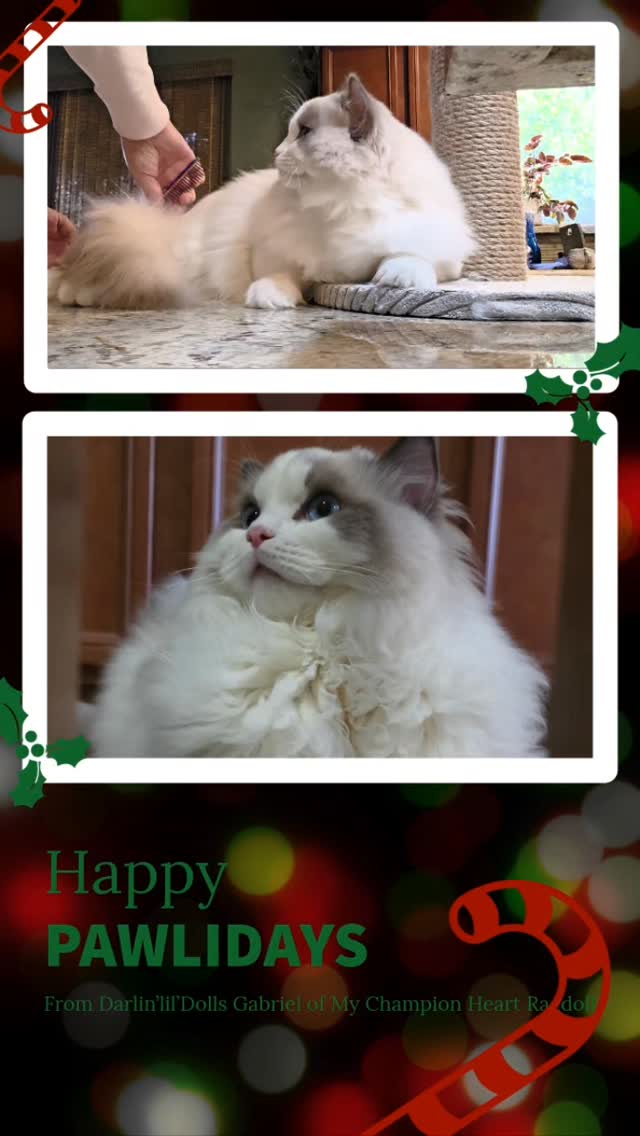 Grooming this boy is a breeze. He absolutely loves it. This is our future King, he is still a kitten. With a beautiful personality filled with lots of loves to give and seeks attention like a puppy. Amazing boy.
Name: Darlin'lil'Dolls Gabriel
Type: Blue Bicolor 💙
#bluebicolorragdolls #christmascatvideos #darlinlildolls #mychampionheart #mcheart