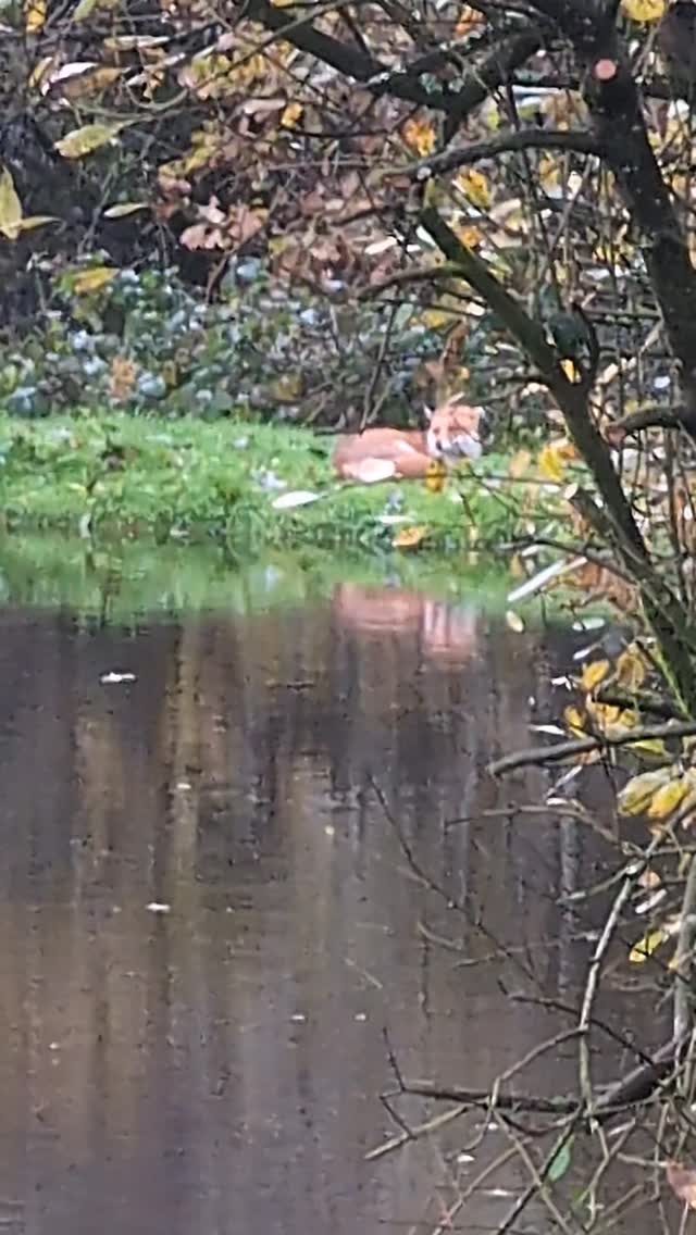 🧡 A quiet moment wrapped in orange fur.
Foxes, deer, rabbits, stoats and all sorts of other wildlife are visitors to Lower Willsworthy. I feel honoured when I catch moments like this 🥰
.
.
.
#fox #wildlife #countrylife #escapetothecountry #devonlife #devon