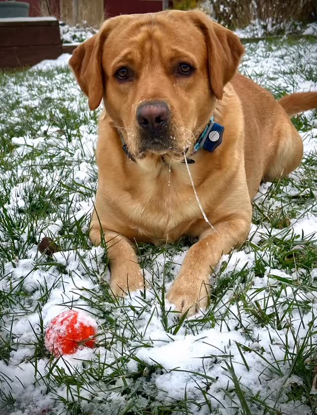 Looks like Remmi is loving the snow… frozen whiskers and all ❄️
#RemmiTheFarmDog #RedFoxLab #SnowDay #SnowDog #WinterPup #FarmDogLife #LifeOnTheFarm #KentuckyFarm #DogsofInstagram #WinterVibes #PuppyLove #FarmLife #SnowyDay #CountryLiving #LabLove