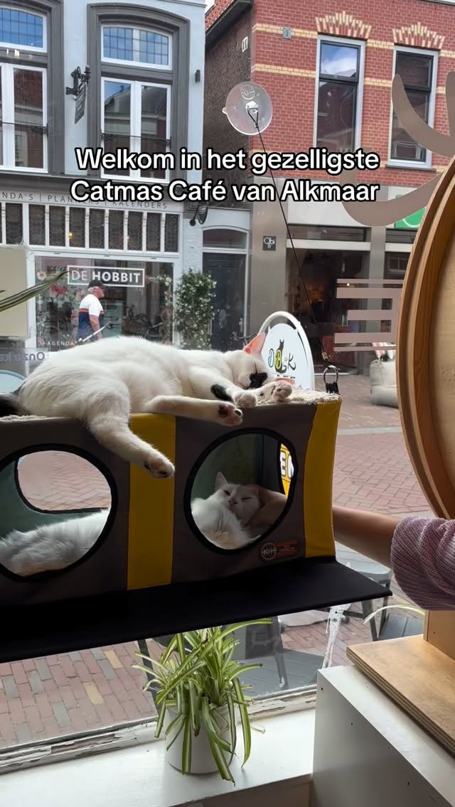 De kerstsfeer is officieel begonnen bij ons ✨🎄
Warme drankjes, knusse hoekjes en 10 katten die alles nóg gezelliger maken 😽💛 Kom de feestdagen vieren in het Digibeetenkattencafé — wij staan klaar met heel veel cozy vibes.